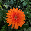 Gerbera Orange - Outdoor Flowering Plant