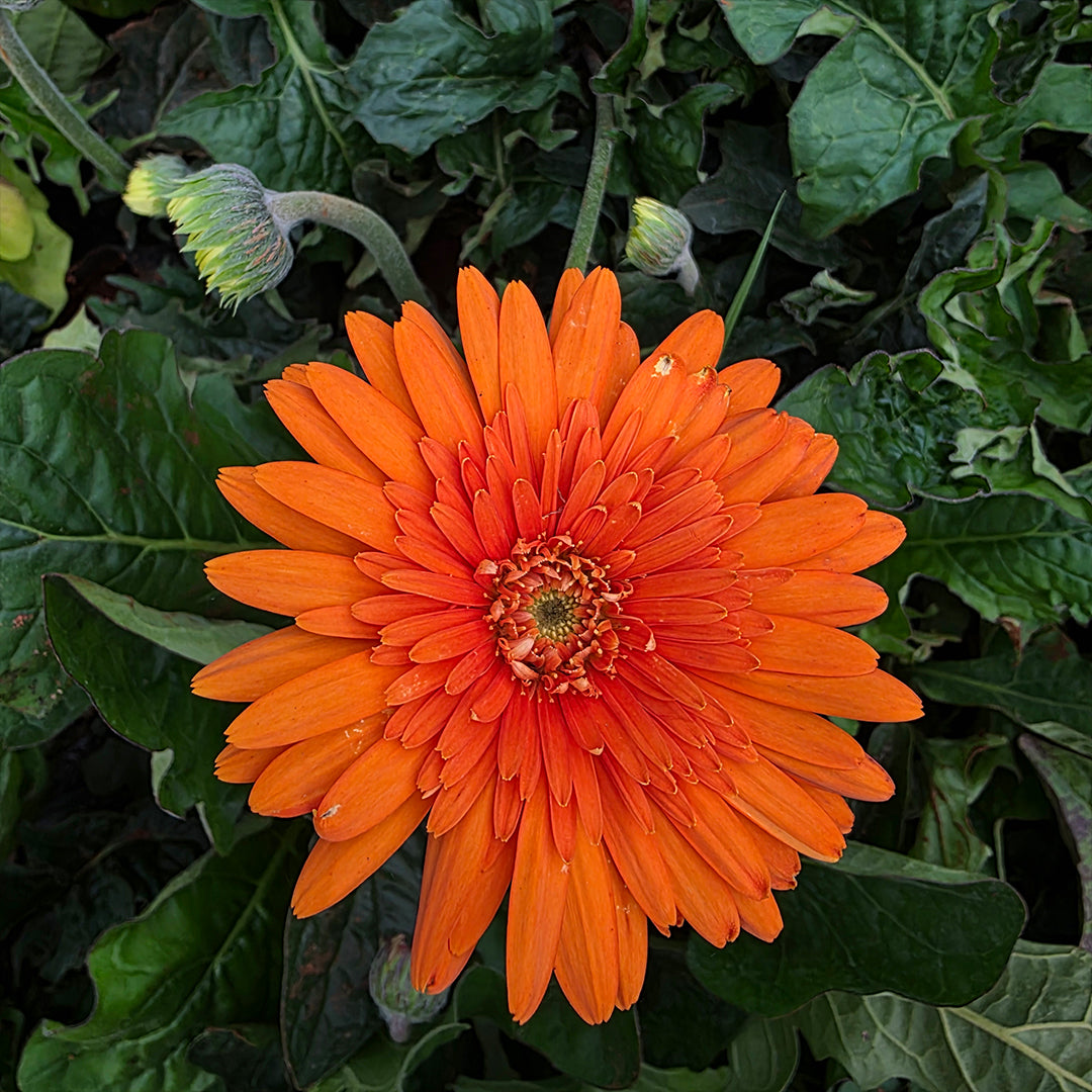 The Plantor