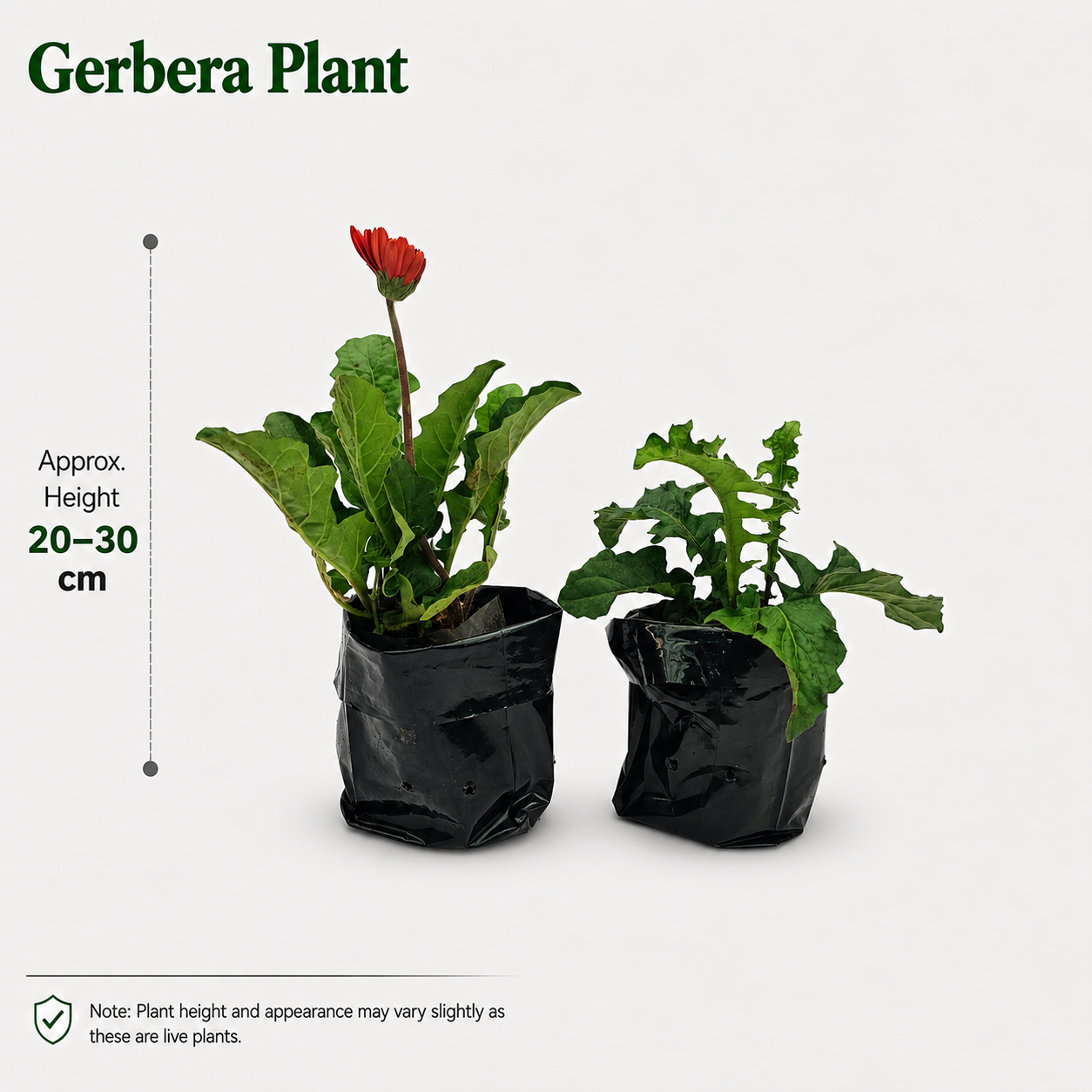 The Plantor