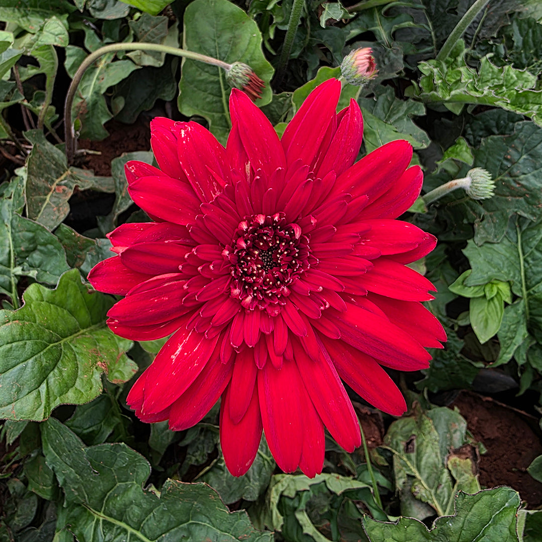 The Plantor