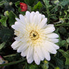 Gerbera White - Outdoor Flowering Plant