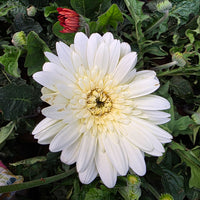 The Plantor