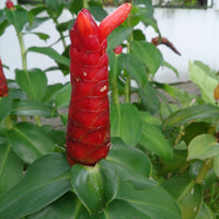 The Plantor