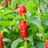 Ginger Plant Lollipop Costus - Outdoor Flowering Plant