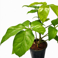 The Plantor