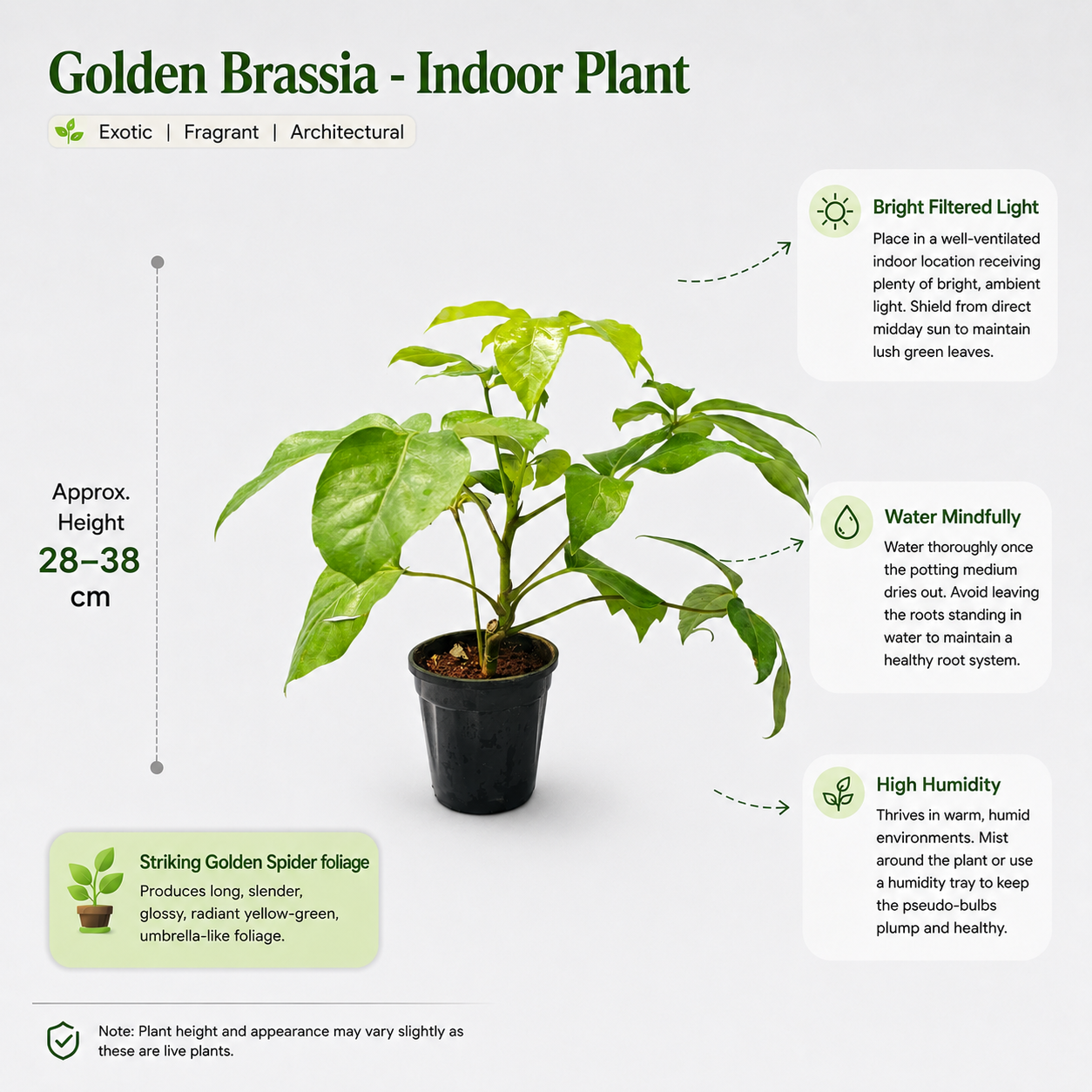 The Plantor