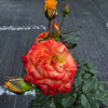 Grafted Rose Orange-Red - Outdoor Flowering Plant