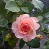 Grafted Rose Peach - Outdoor Flowering Plant