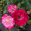 Grafted Rose Pink-Red - Outdoor Flowering Plant