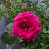 Grafted Rose Pink - Outdoor Flowering Plant