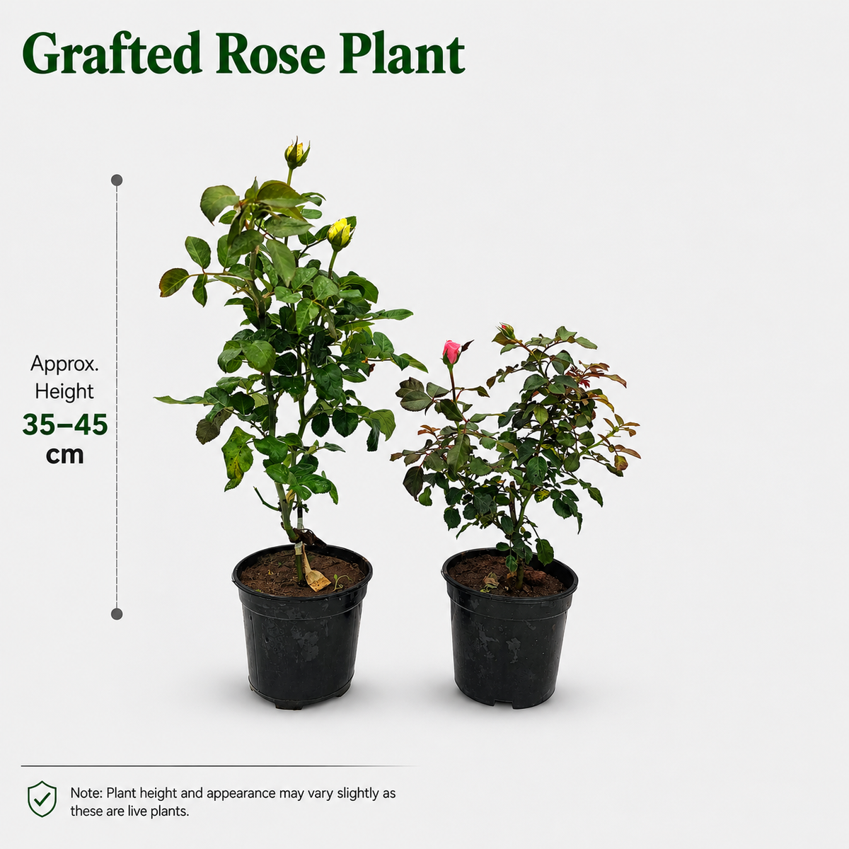 The Plantor