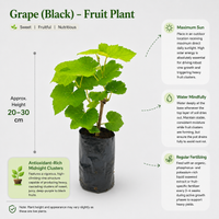 The Plantor