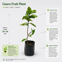 The Plantor