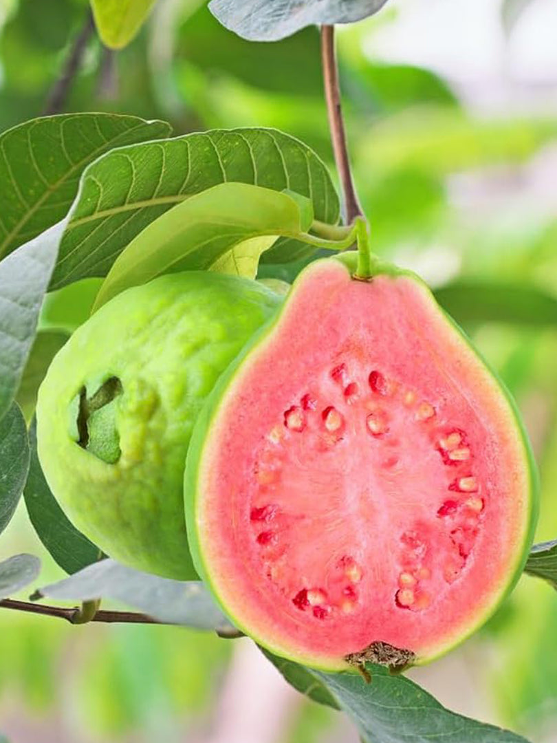 Pink Guava (Big Leaf) - Fruit Plant