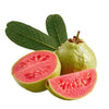 Pink Guava (Small Leaf) - Fruit Plant