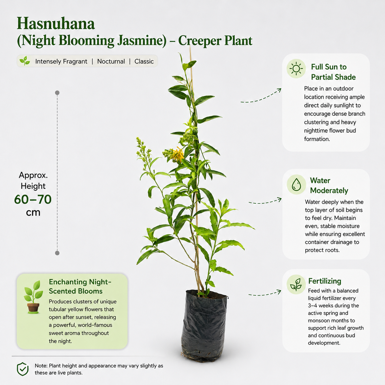 The Plantor
