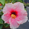 Hibiscus Lightpink-Red - Outdoor Flowering Plant