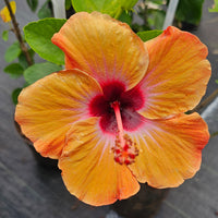 The Plantor