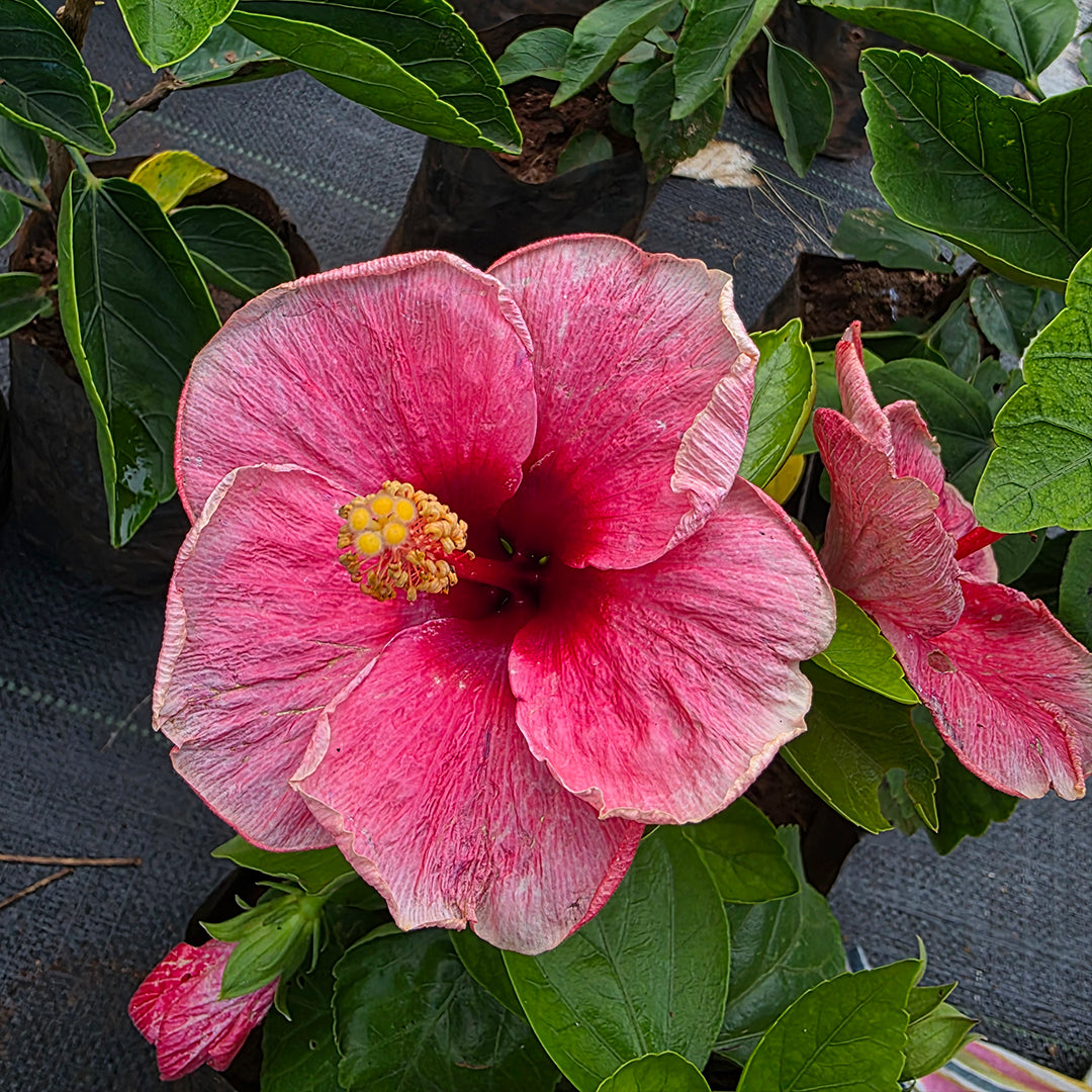 The Plantor