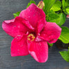Hibiscus Pink - Outdoor Flowering Plant