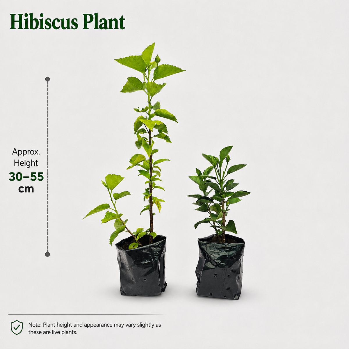 The Plantor