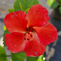 The Plantor