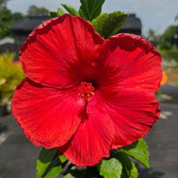 The Plantor