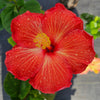Hibiscus Red - Yellow - Outdoor Flowering Plant