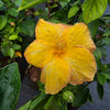 Hibiscus Yellow - Outdoor Flowering Plant