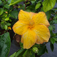 The Plantor
