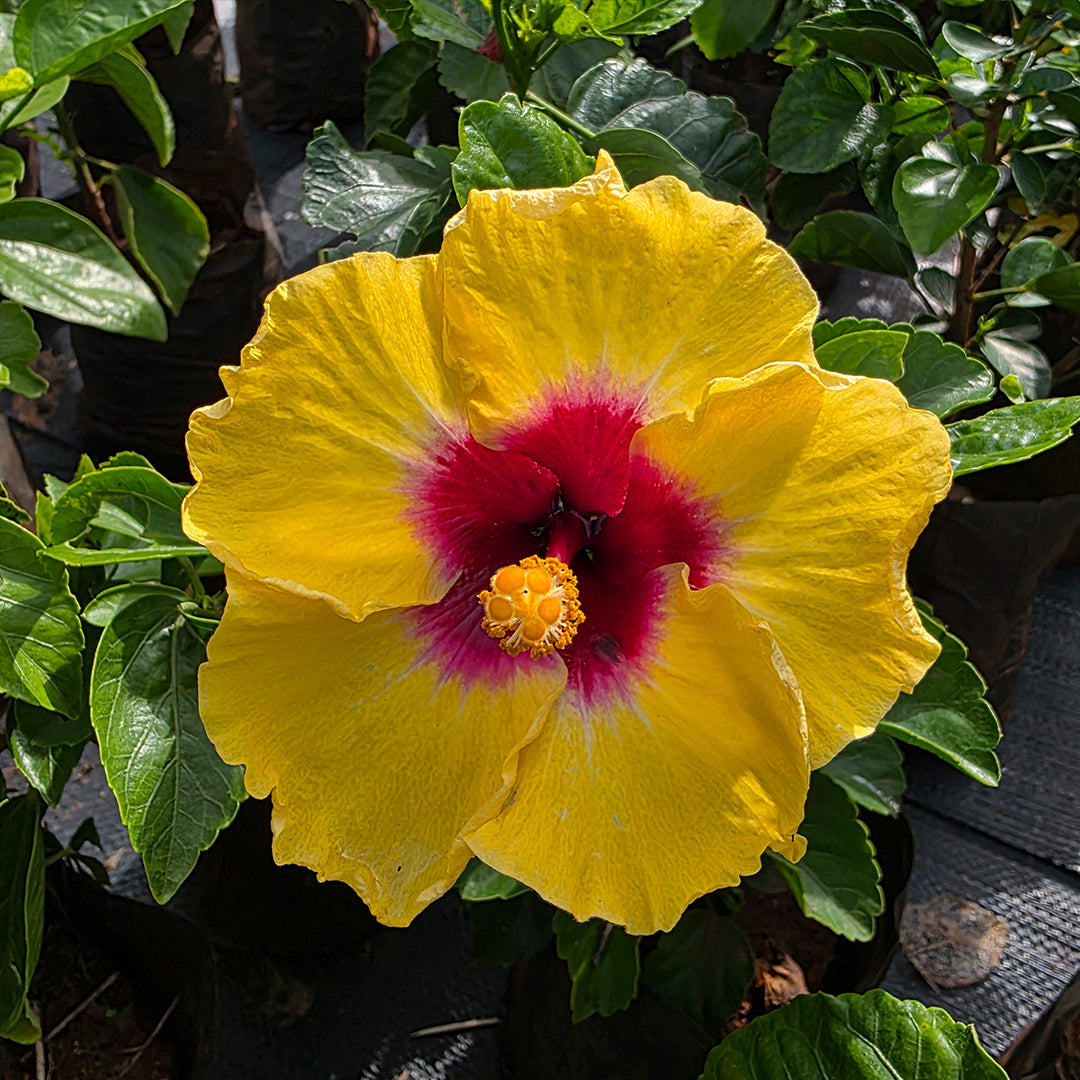 The Plantor