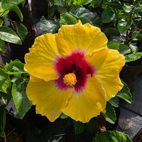 The Plantor