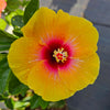 Hibiscus Yellow - Red - Outdoor Flowering Plant