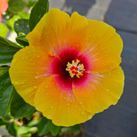 The Plantor