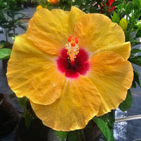 The Plantor