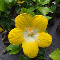 The Plantor