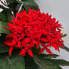 Ixora Dwarf - Outdoor Flowering Plant