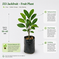 J33 Jackfruit - Fruit Plant