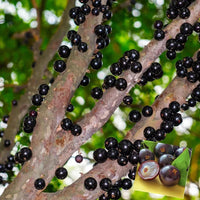 Jabuticaba (Maramunthiri) Nadan Small - Fruit Plant