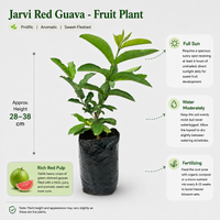Jarvi Red Guava - Fruit Plant
