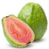 Jarvi Red Guava - Fruit Plant