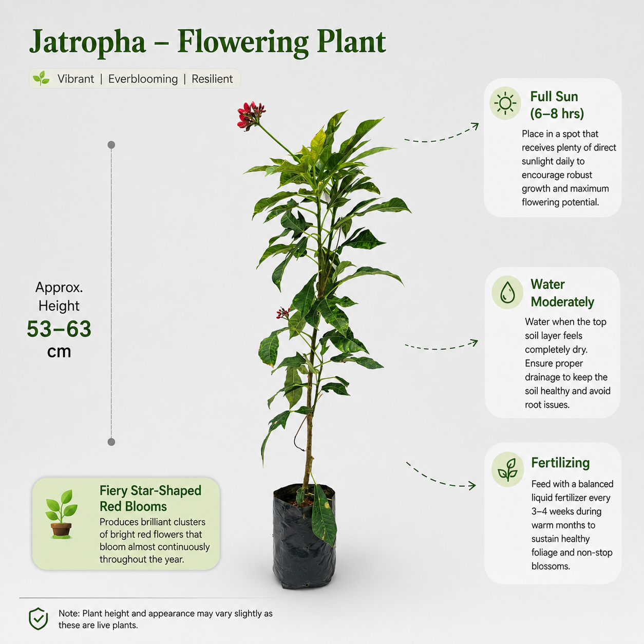 The Plantor