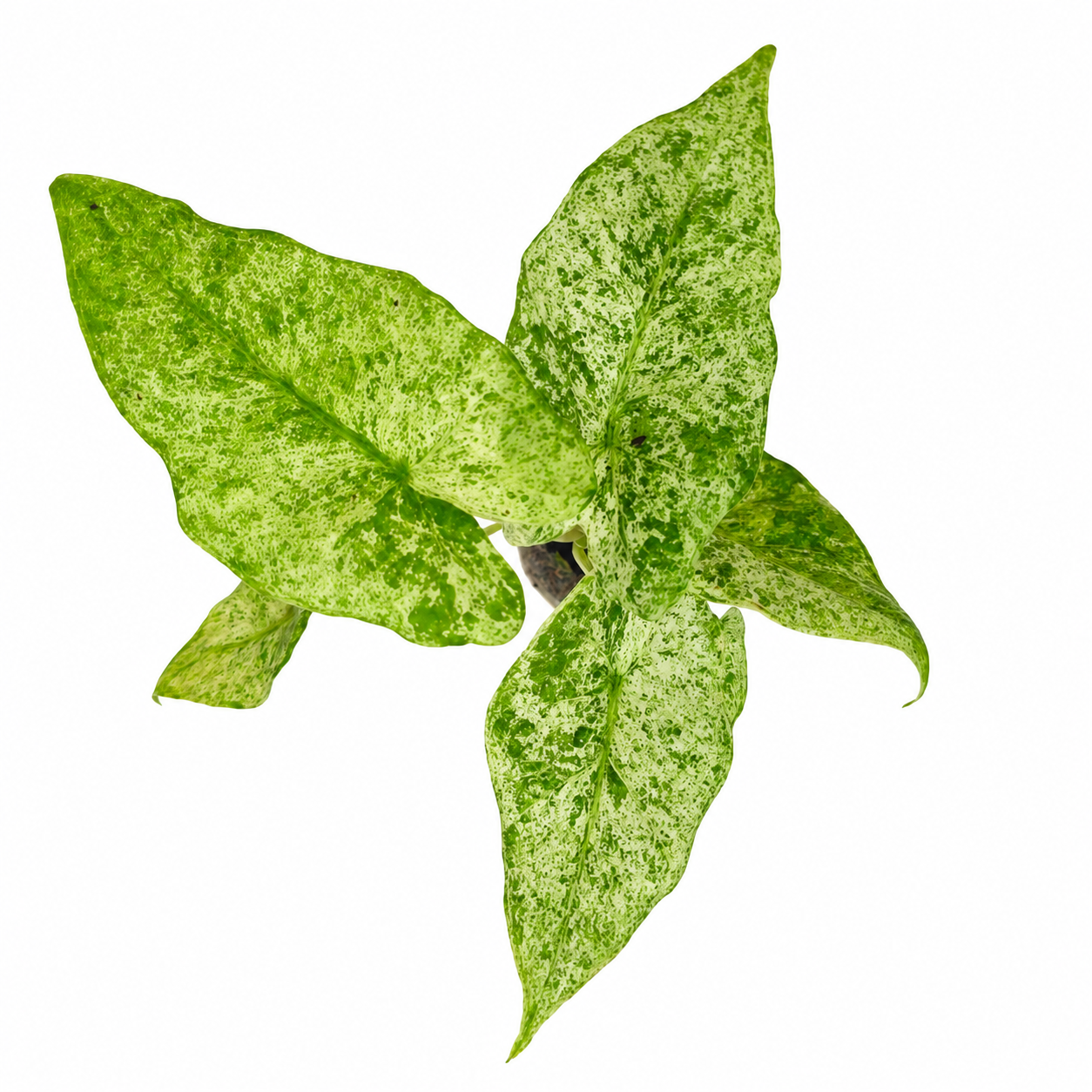 The Plantor