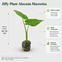 The Plantor