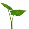 Jiffy Plant Alocasia Macroriza
