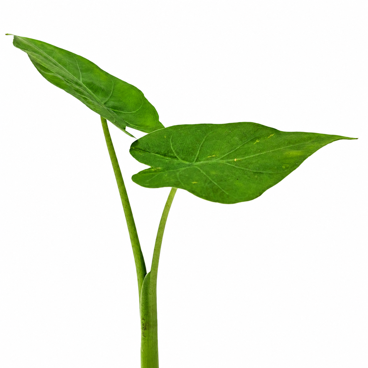 The Plantor