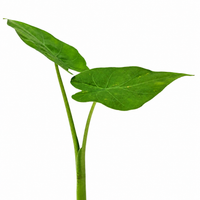 The Plantor