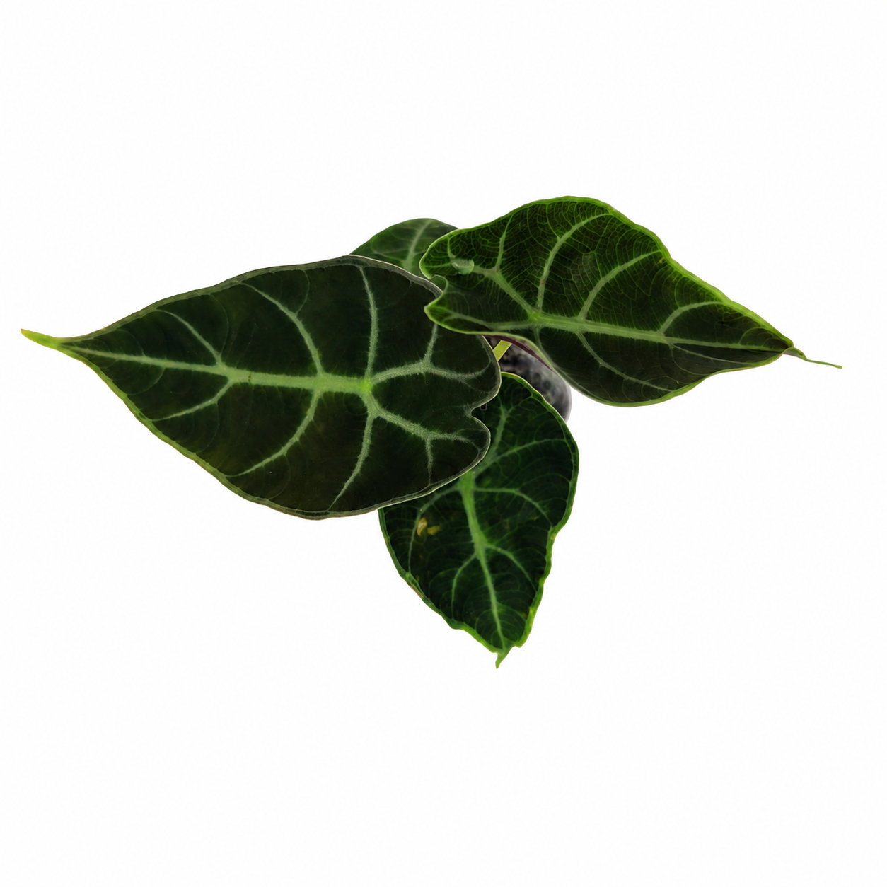 The Plantor