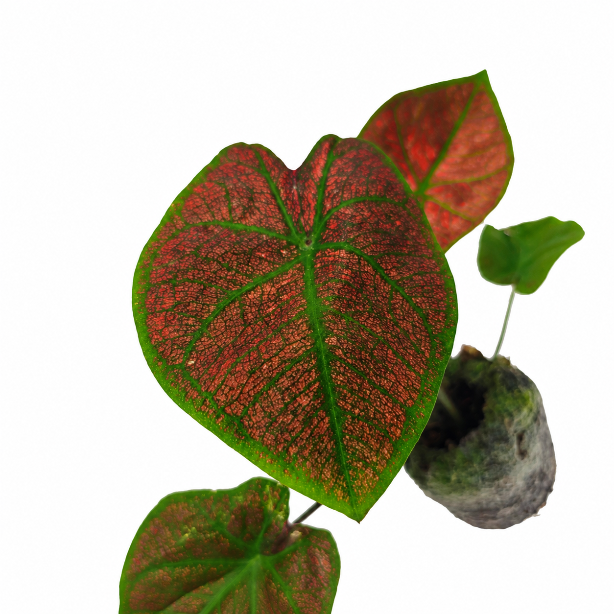 The Plantor