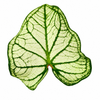 Jiffy Plant Caladium Galaxy New